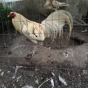 Meet your Posher, Benjamin